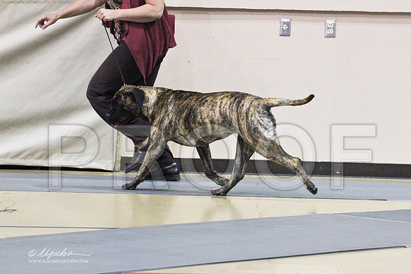 Bullmastiff-0308LR