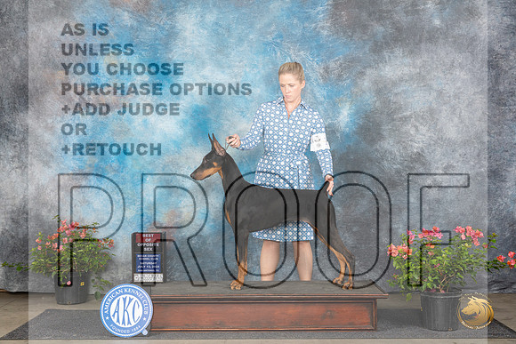 Doberman Pinscher #22 Sun BOS Judge Karen McFarlane__JP_6017_San Antonio_2024_HR3
