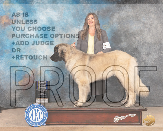 Leonberger #14 Sun BOBBOWM Judge Eric Liebes-MMJ_4431-Abilene2022-HR3
