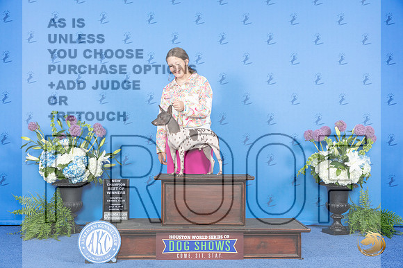 American Hairless Terrier #19 THUR BOW NC Judge Jamie Hubbard__JP_8016_Houston_2024_HR3