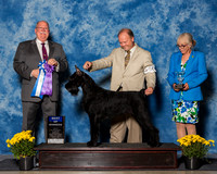 Giant Schnauzers #36 Fri BOW Seaman Kathi Christine Lietzau Judge Mr Douglas R Holloway