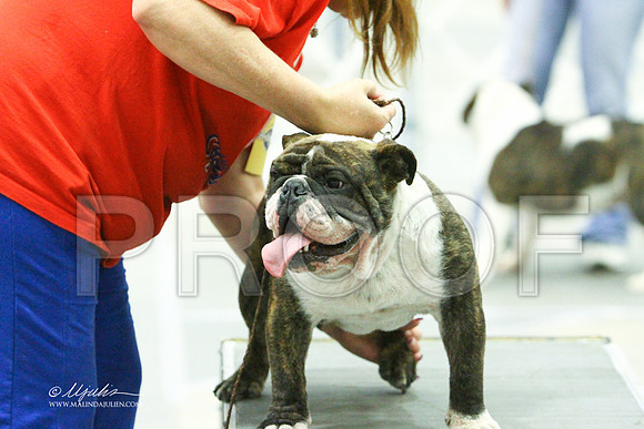 Bulldog-1649LR