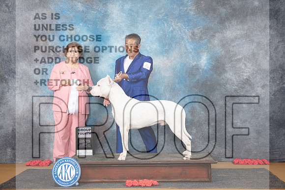 Dogo Argentino #5 Su G4 Judge Nikki Riggsbee__JP_0924_Sulphur Springs_2024_HR3