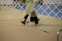 Boston Terrier