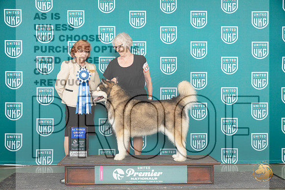 Alaskan Malamute #1301 Sun AG1 Judge Sharron Griffin__JP_3177_Premier_2024_HR3