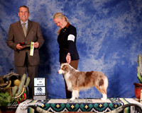 Miniature American Shepherd #395 BIMisc McAdams Jeanie Judge D Cline