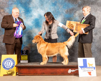 Golden Retriever #118 Fri BOW Judge Gordon Hayburn