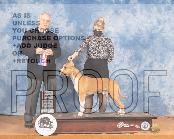 American Staffordshire Terrier #5 Sat WDBOS Judge Phillip Briasco-MMJ_9533_NRKC2022-HR3