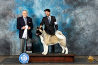 Akita #10 Sun G4 Judge David Bolus