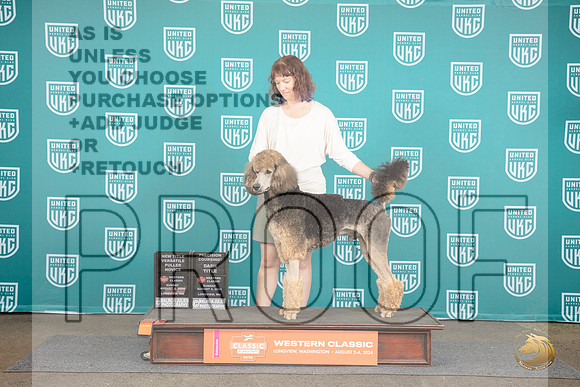 Poodle Standard MC #253 Sun NT No Judge __JP_1709_Longview WA_2024_HR3