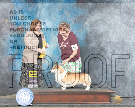 Pembroke Welsh Corgi #15 Thur G2 Judge Elizabeth Muthard-_JP_3725e_Fayetteville2024-HR3