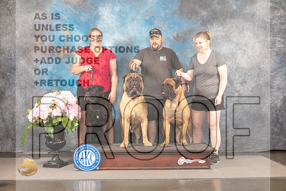 Bull Mastiff #? SUN CUSTOM_MJ_8041_Houston_2022_HR3