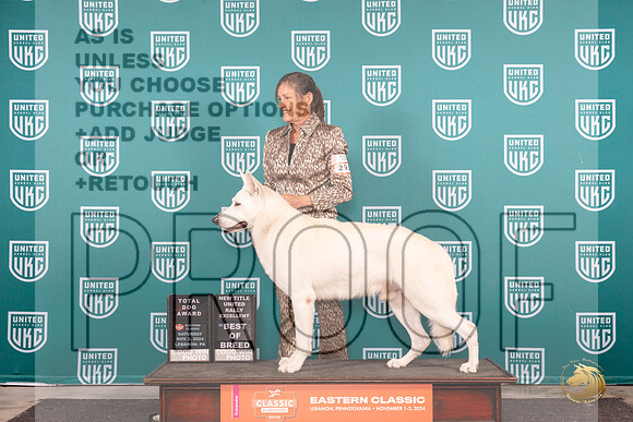White Shepherd #291 Fri TD BOBRally Judge Polly Drake Judge Keith Kozaklewicz__JP_2066_UKCEastern_2024_HR3