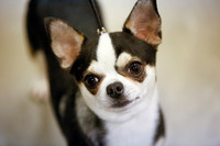 Chihuahua Smooth Coat Sat Ring