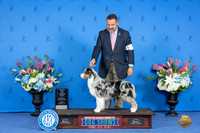 Australian Shepherd #20 FRI WB BOW M Judge Annella Cooper