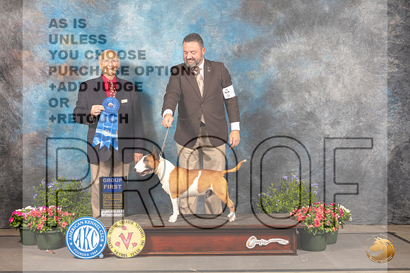 Miniature Bull Terrier #7 Thur G1 Judge Robert Shreve_MJ_0116_SA_2022_HR3