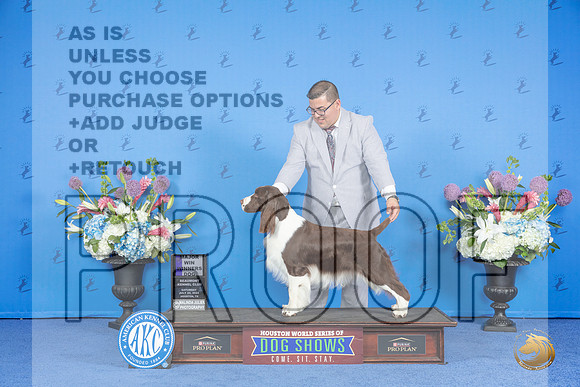 Springer Spaniel #5 SAT WD M Judge Ronald Freeman__JP_9872_Houston_2024_HR3
