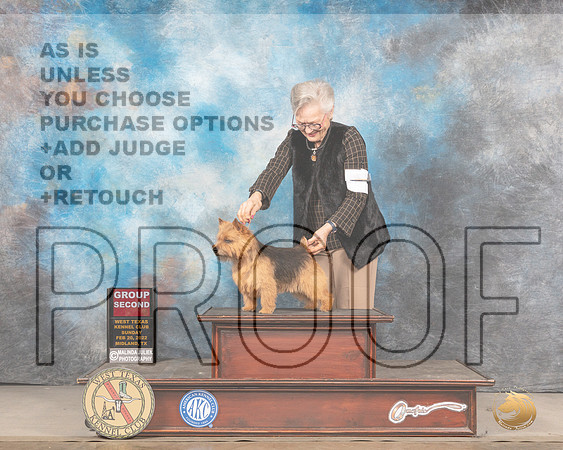 Norwich Terrier #5 Sun G2 Judge Peggy LloydMMJ_5620_Mdlnd2022_HR3