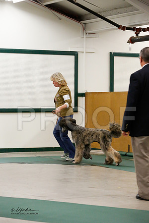 MultiPoodle-2550-NormNov13-HR