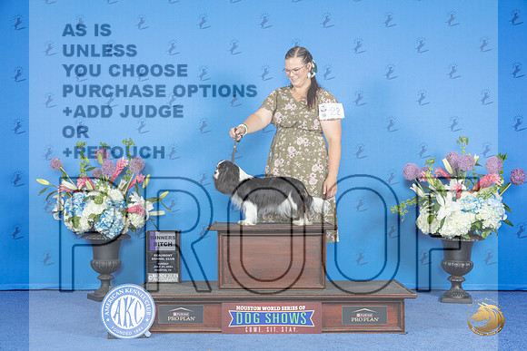 Cavalier King Charles Spaniel #20 SUN WB Judge Wood Wornall__JP_0443_Houston_2024_HR3