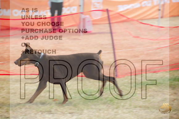 Precision Coursing Longview WA 2024 Doberman Pinscher # _JJL_3505_Longview WA_2024_HR3