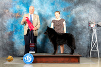 Belgian Sheepdog #6 Sun G2 Judge Eric Liebes