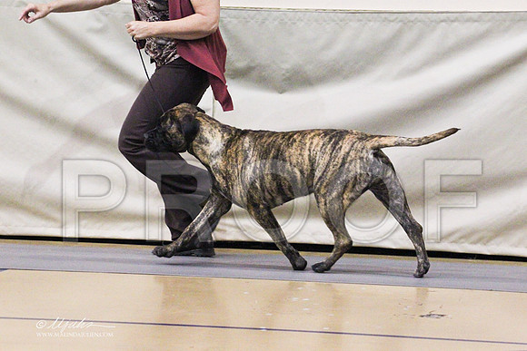 Bullmastiff-0313LR
