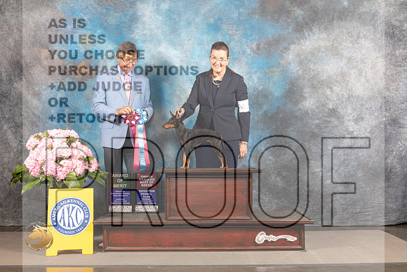 Manchester Terrier Toy #40 THUR AOM BOBOH Judge Richard Powell_MJ_4373_Houston_2022_HR3