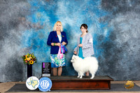 American Eskimo #7 Fri OHG1 Judge Edy Dykstra-Blum