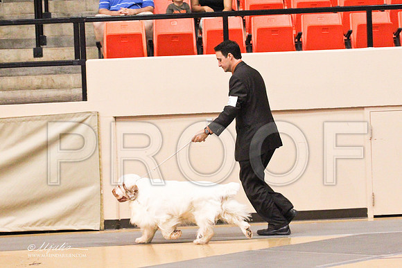 Spaniels(clumber)-4560LR