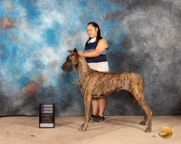 Great Dane #14 Sat WB Judge Terry Houston-2