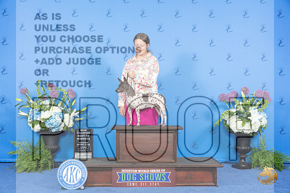 American Hairless Terrier #19 THUR BOW NC Judge Jamie Hubbard__JP_8015_Houston_2024_HR3