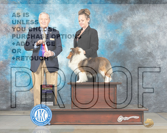 Shetland Sheepdog #8 Sat BOS Judge David Bolus Elk City-_MJ_4729e_Belton_2022-HR3