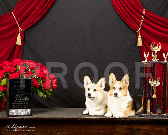 _ST_3390-HstnCorgiBeb2015-HR3