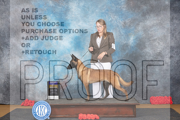 Belgion Malinois #8 Sat BOB Judge Pat Trotter__JP_0150_Sulphur Springs_2024_HR3