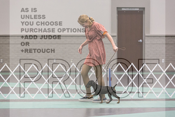 Jagd Terrier Rings Sat_JJL_9692_UKCLNGVIEWOCT2024_2024_HR3