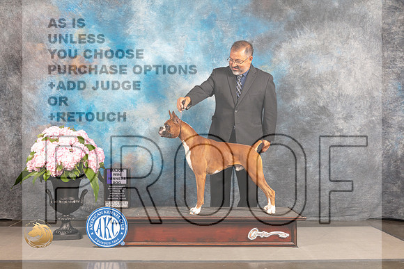 Boxer #7 WED WD Major Judge Barbara Alderman_MJ_6375_Houston_2022_HR3