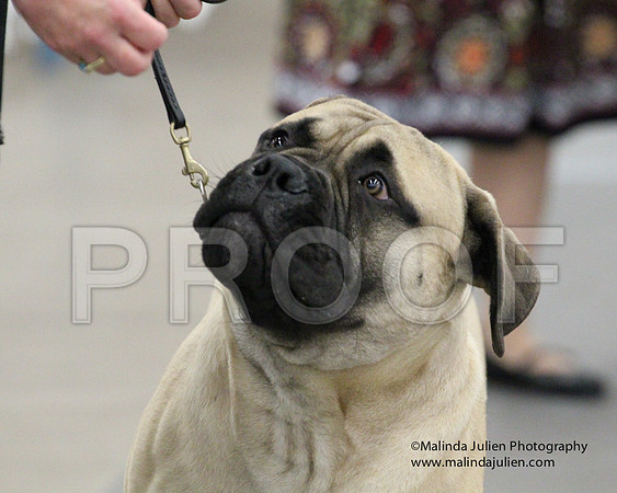6-9PupSweeps-8467