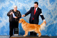 Golden Retriever #20 Sun WB
