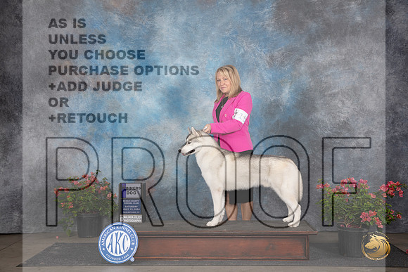 Siberian Husky #15 Fri WD Judge Wendy G Willhauck __JP_5304_San Antonio_2024_HR3