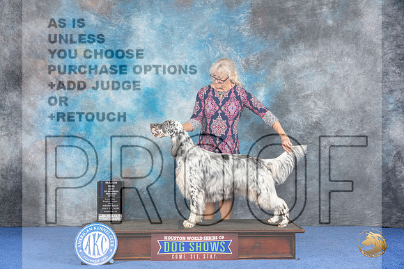 English Setter #12 WED WB BOW M Judge Wood Wornall__JP_7326_Houston_2024_HR3