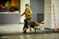 Belgian Tervuren Sat Ring