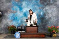 Havanese #5 BOBMGCH No Judge Laura Gibson