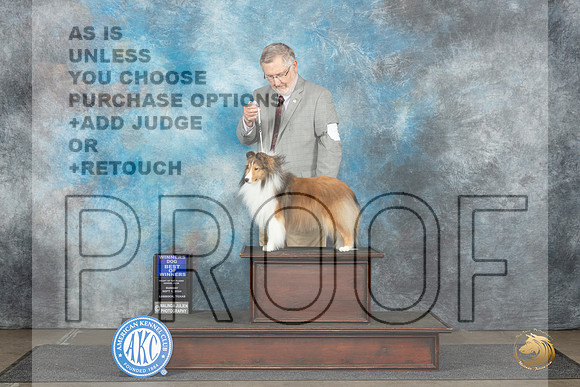 Shetland Sheepdog #5 Sun WDBOW Judge Sharon Newcomb__JP_4062_Lubbock_2024_HR3
