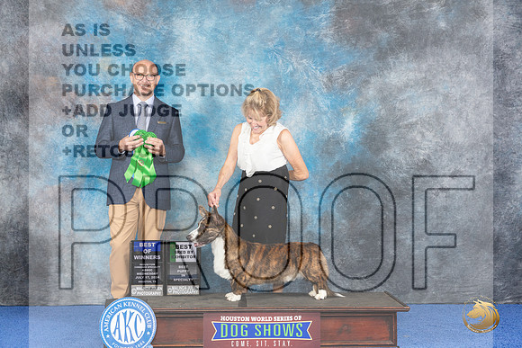 Cardigan Welsh Corgi # WED WD BOW BP BBBE Judge Jamie Hubbard__JP_6733_Houston_2024_HR3