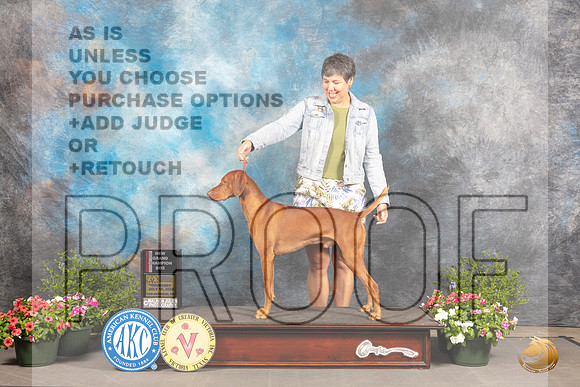 Vizsla #7 Thurs BOSGr Judge Debra Thornton_MJ_0029_SA_2022_HR3