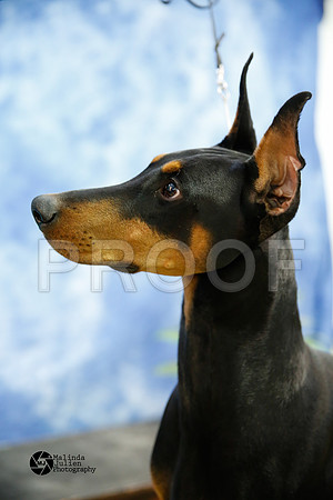 dobe-7083-HtoJan14-HR