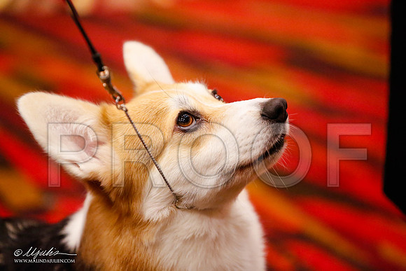 _JJ_0557-HstnCorgiFeb2015-HR3