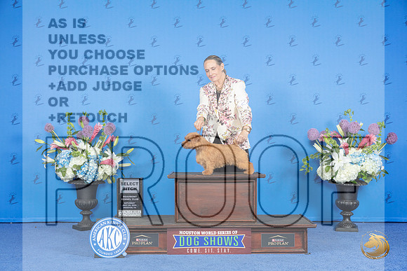 Norfolk Terrier #24 SAT SB Judge Nancy Liebes__JP_0031_Houston_2024_HR3
