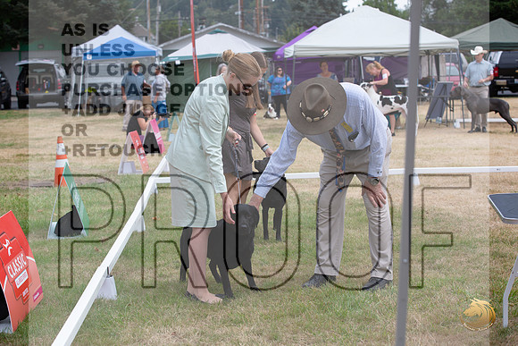 Ringside Longview WA 2024 Labrador Retriever Judge_JJL_3417_Longview WA_2024_HR3
